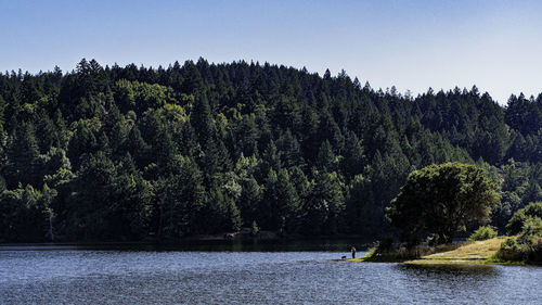 Scenic view of lake against trees in forest against sky