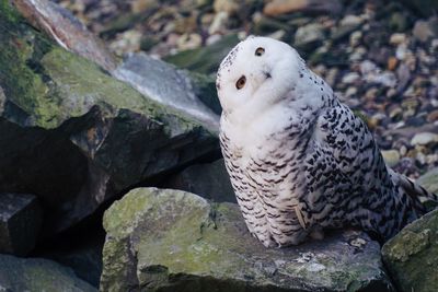 High angle view of a bird on rock