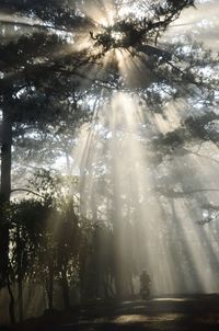 Low angle view of trees in forest against sky