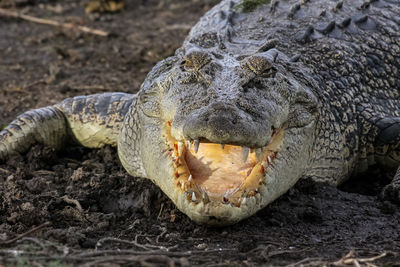 Close-up of a saltwater crocodile