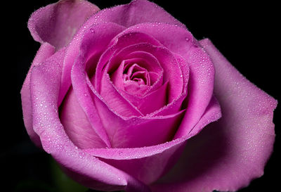 Close-up of pink rose