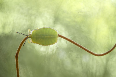 Shield bug on unique tendril