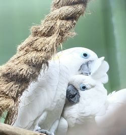 White umbrella cockatoos perching on wood