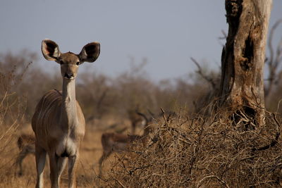 Portrait of sheep on field