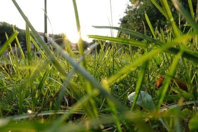 Sun shining through grassy field