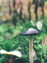 Close-up of mushroom growing on field