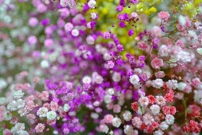 Close-up of purple flowering plants on field