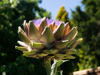 Close-up of purple flowering plant