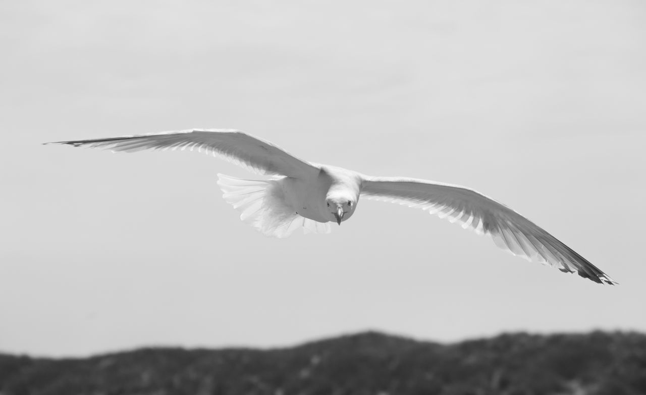 SEAGULL FLYING IN THE SKY