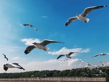 Low angle view of seagulls flying