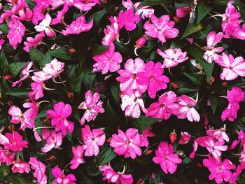 High angle view of pink flowering plants