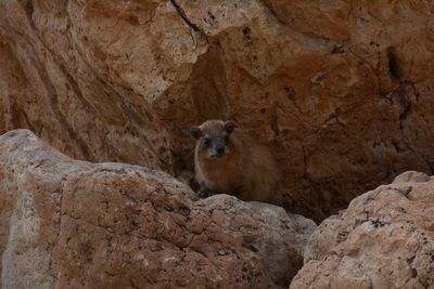 Squirrel on rock formation