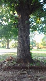 Trees growing in sunlight