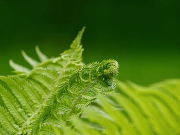 Close-up of fern leaves