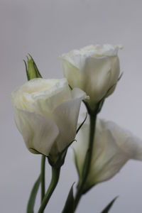 Close-up of rose against white background