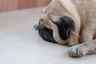 Close-up of puppy sleeping