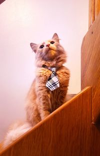 Mr. cat wearing a tie