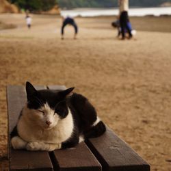 Close-up of cat sitting outdoors