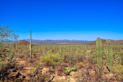 Scenic view of field against clear blue sky