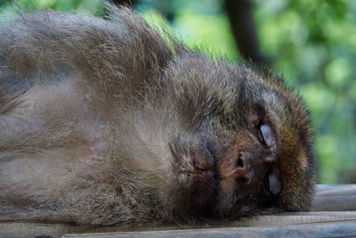 Close-up of monkey sleeping