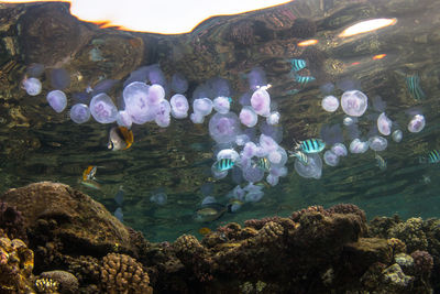 Close-up of fish swimming in sea