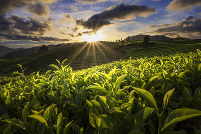 Scenic view of field against sky during sunset