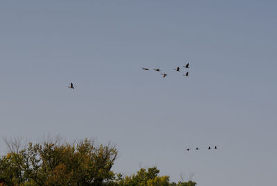 Low angle view of birds flying in the sky