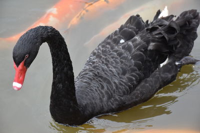 Close-up of swan swimming in water