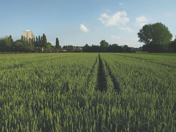 Scenic view of field against sky