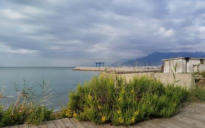 Plants by sea against sky