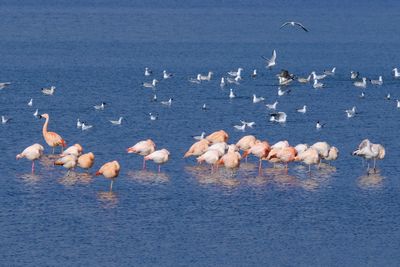 Pink flamingos swimming in sea.  