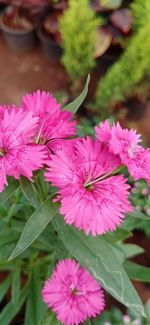 Close-up of pink flowering plant