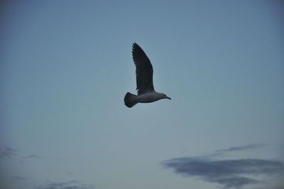 Low angle view of bird flying against clear sky