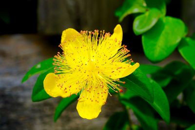 Close-up of yellow flower