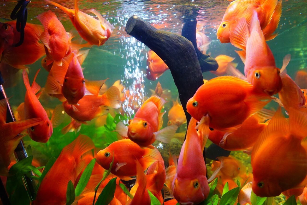 CLOSE-UP OF FISHES SWIMMING IN WATER