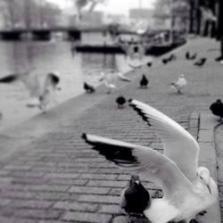 Close-up of plant against white background