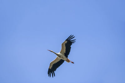 Low angle view of bird flying against clear blue sky