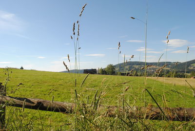 Scenic view of agricultural field against sky