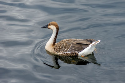 Greylag goose swimming