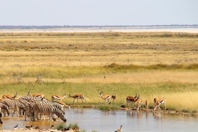 African animals at water hole on landscape against sky