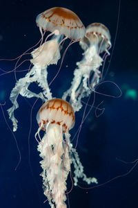 Close-up of jellyfish in sea