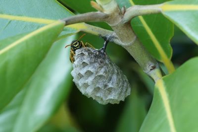 Close-up of plant