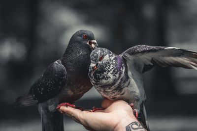 Pigeons eating