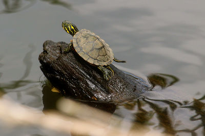 Close-up of turtle on the lake