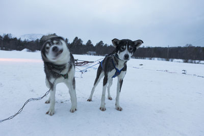 Dog standing on snow covered land