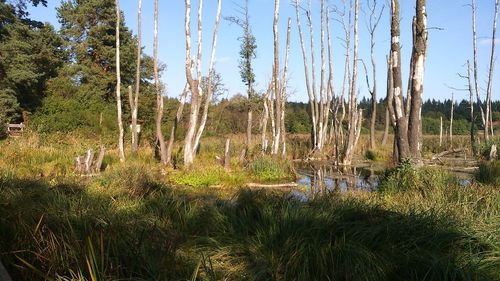 Trees in forest