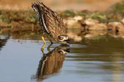 Bird perching on a lake