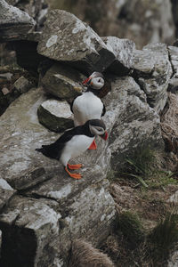 High angle view of bird on rock