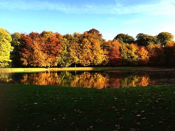 Trees in park