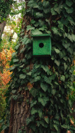 Close-up of ivy growing on tree trunk